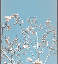 decorative trees